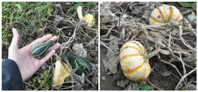 Courges-Quebec
