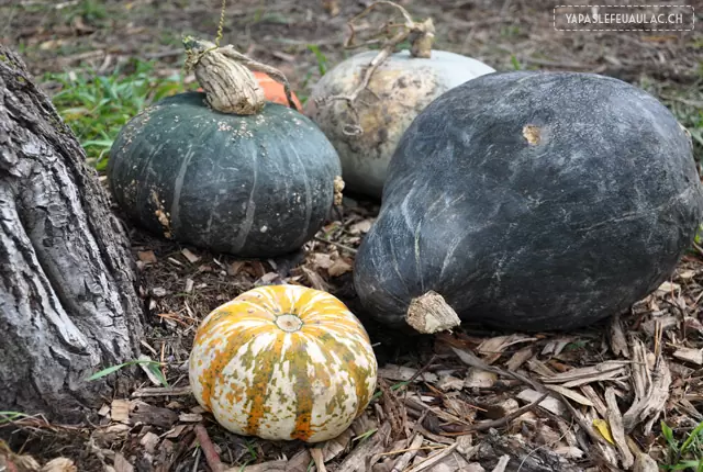 Courges au Québec: activité culte, l'auto-cueillette!