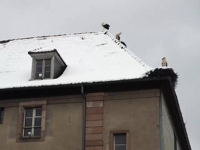 Munster - ville de cigognes
