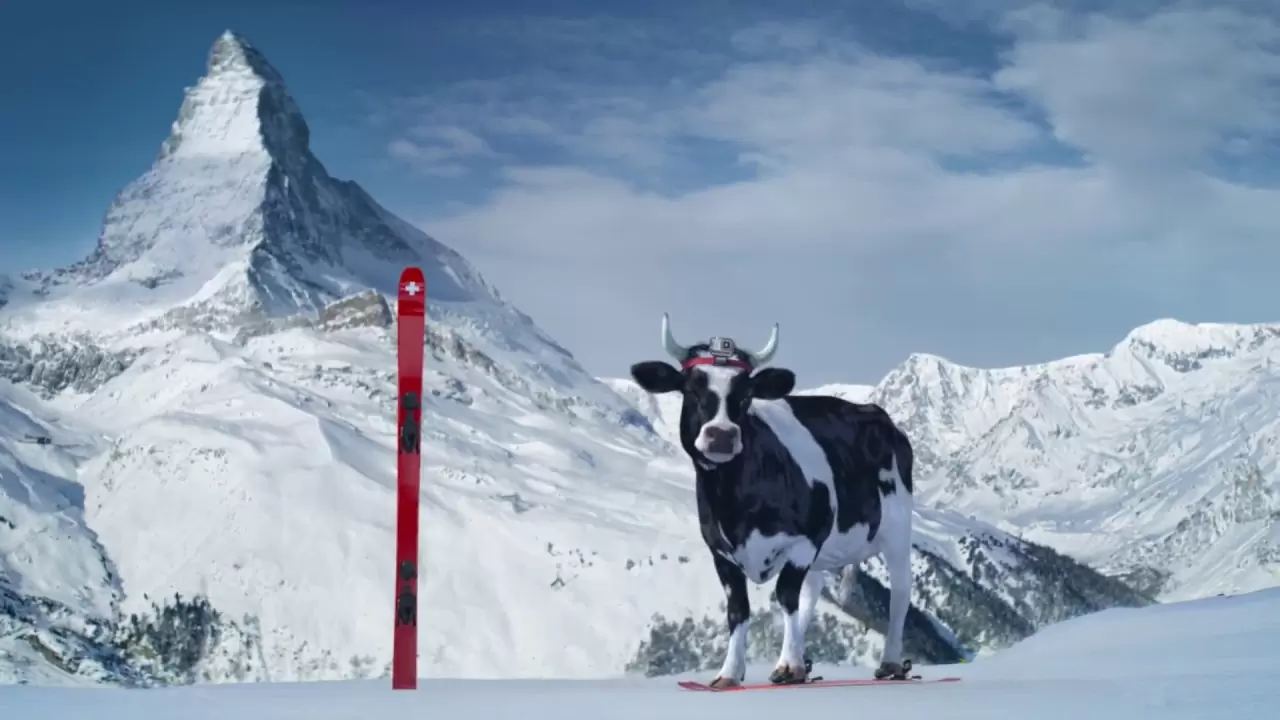 Pubs suisses culte: la vache de Swiss Milk (lait suisse)