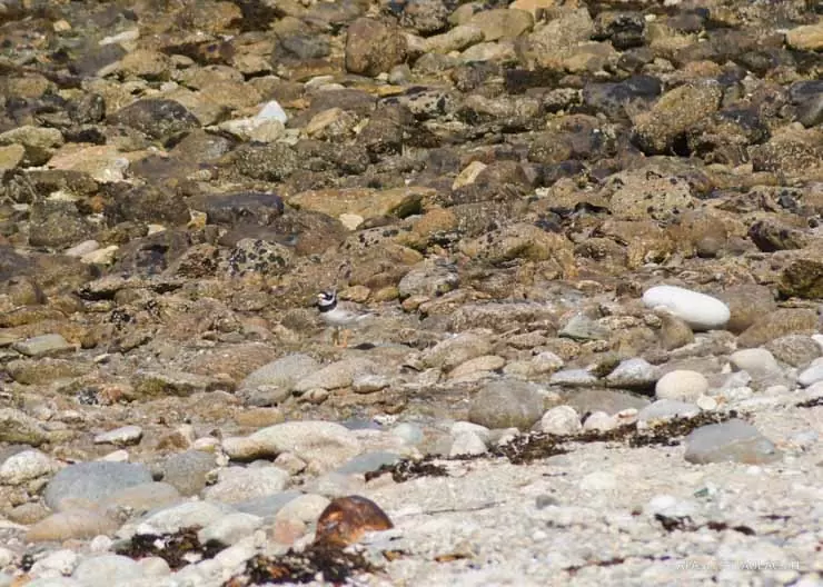 Birdwatching ile de Sein